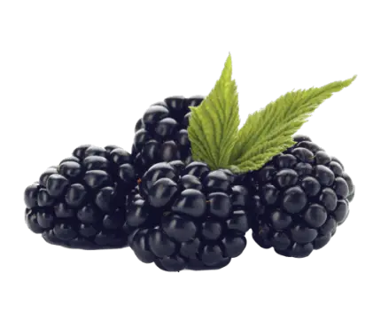 blackberry